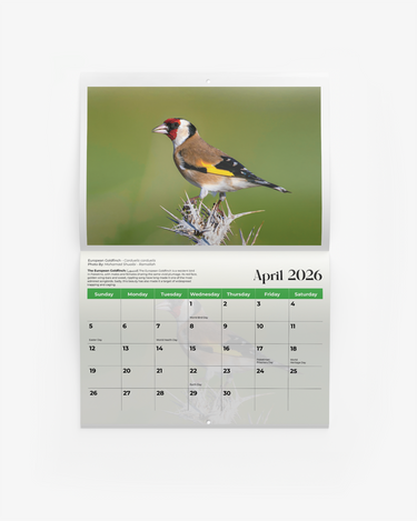 Birds of Palestine Calendar 2026
